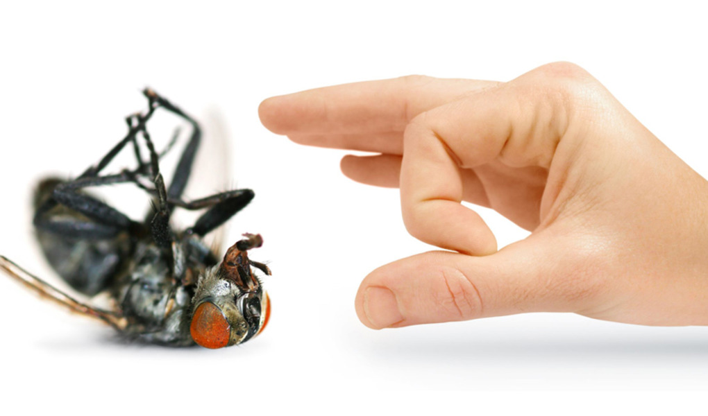 The Best Ways to Control Pests in Your Storage Facility