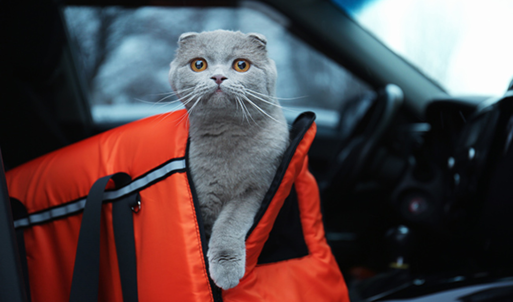 9 Tips for Moving Cross Country with Cats